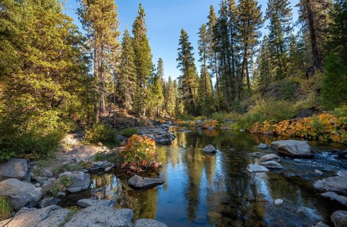 Autumn forest with river