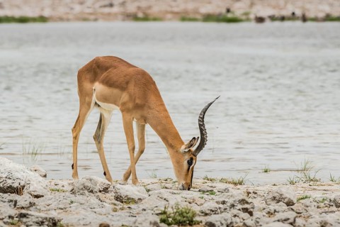 Black-faced impala