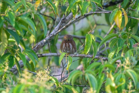 Ferruginous pygmy owl