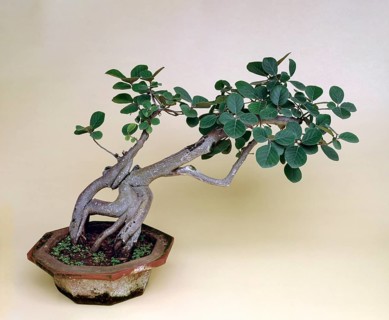 Bonsai