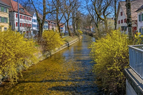 Der Eschbach mit Forsythien