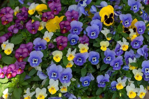 Garden pansy