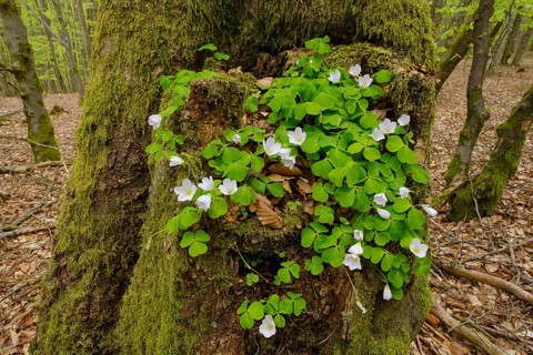 Wood sorrel