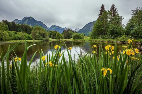 Bog pond