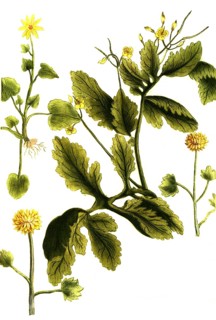 Celandine