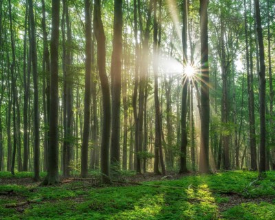 Lichtdurchfluteter naturnaher alter Buchenwald
