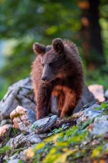 European Brown bear