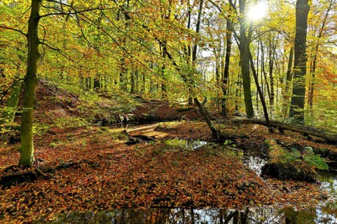 Rotbach in autumnal Hiesfeld Forest with sun