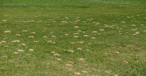 Maulwurfshuegel auf einer Wiese