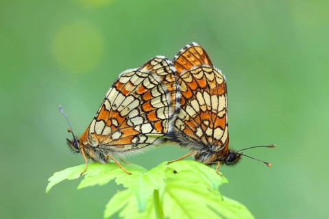 Heath fritillary
