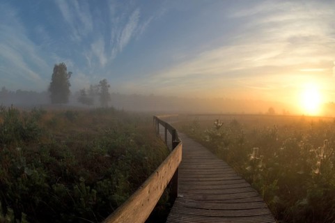 Wooden footbridge in a moor with warty birch