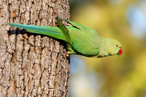 Rose-ringed parakeet