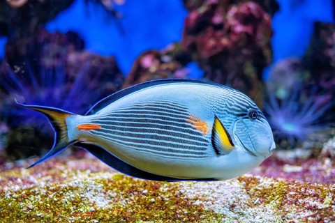Colorful tropical fish Sohal Surgeonfish