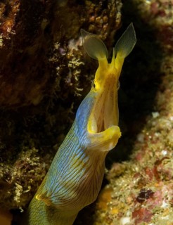 Ghost moray
