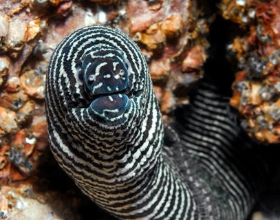 Close-up of head of zebra moray