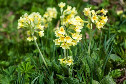 Auricula