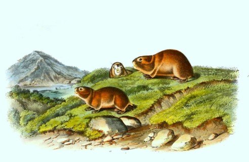 Lemmings