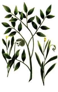 Caterpillar weed