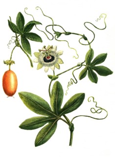 Passion flower