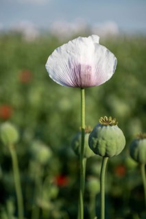 Field with Waldviertel grey poppy