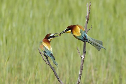 European bee-eater