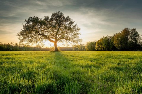 Large oak tree in a clearing at sunset in spring