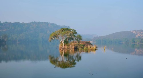 Serene morning on lake Padma Talao. Crocodiles floating. Tree and ruins are reflected in mirror water. Ranthambore National Park