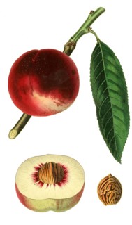 Nektarine