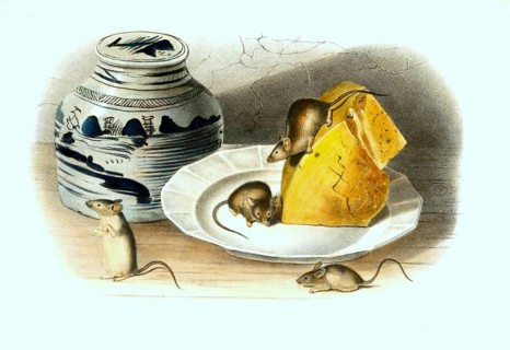 House mouse