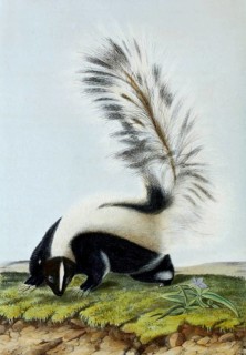 Striped skunk