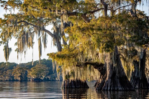 Bald cypresses