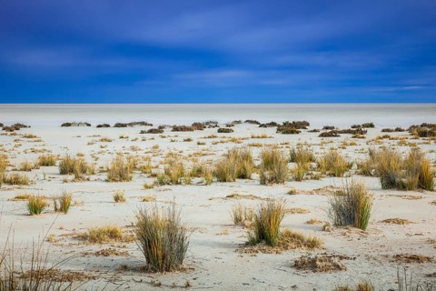 Sparse vegetation at the edge of the salt pan