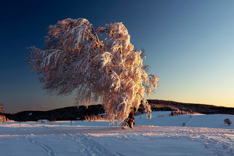 Snow-covered hornbeam