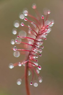 Oblong-leaved sundew