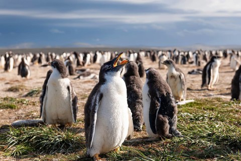 Eselspinguin