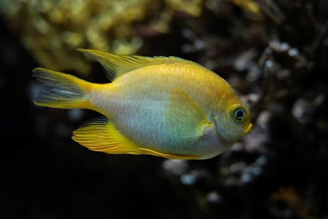 Golden damselfish