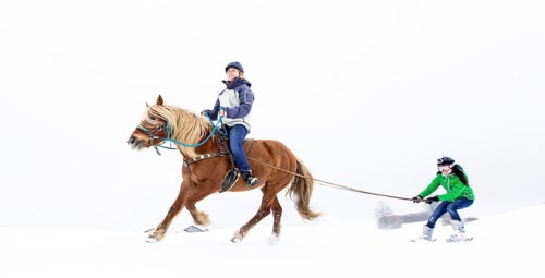 Skikjoering mit Haflinger am Peissenberg