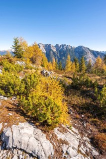 Larch forest in autumn