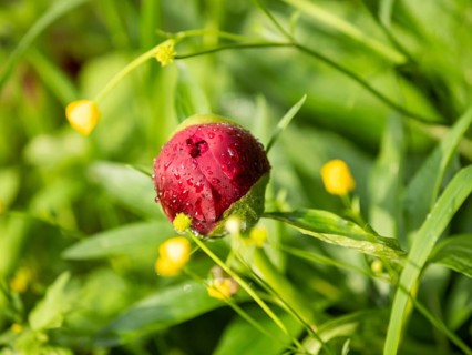 Raindrops on the bud of a peony