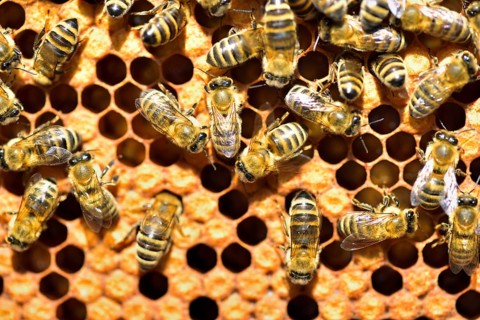 Workers of the honey bee