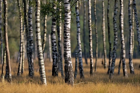 Warty birch