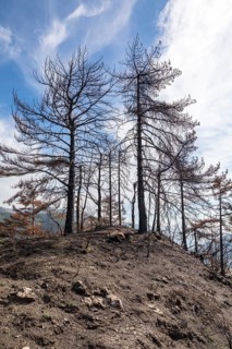 Burnt trees in the Ligurian Mountains near Triora