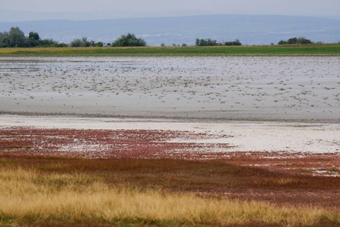 Dried-up salt puddle in late summer