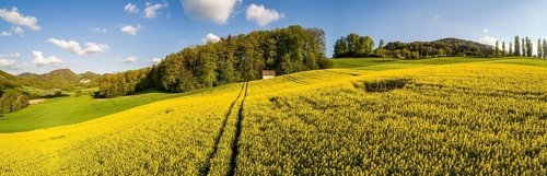 Rape field and forest hut in spring