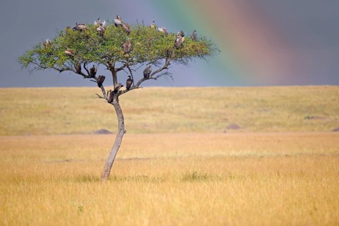 Umbrella acacia