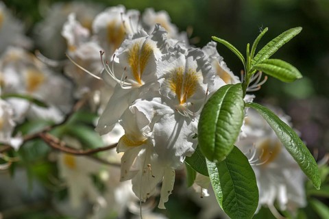 White flower of a Western Azalea