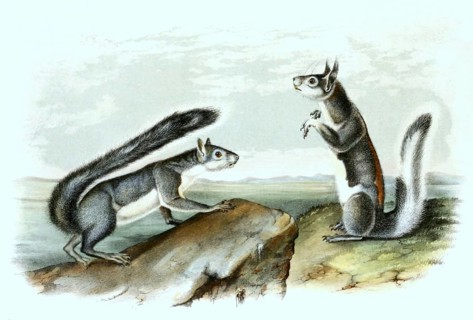 Western grey squirrel