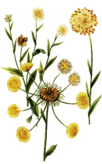Calendula prolifera