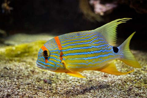 Sailfin snapper blue-lined sea bream