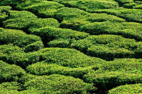 Green teal plantations close up. Kerala